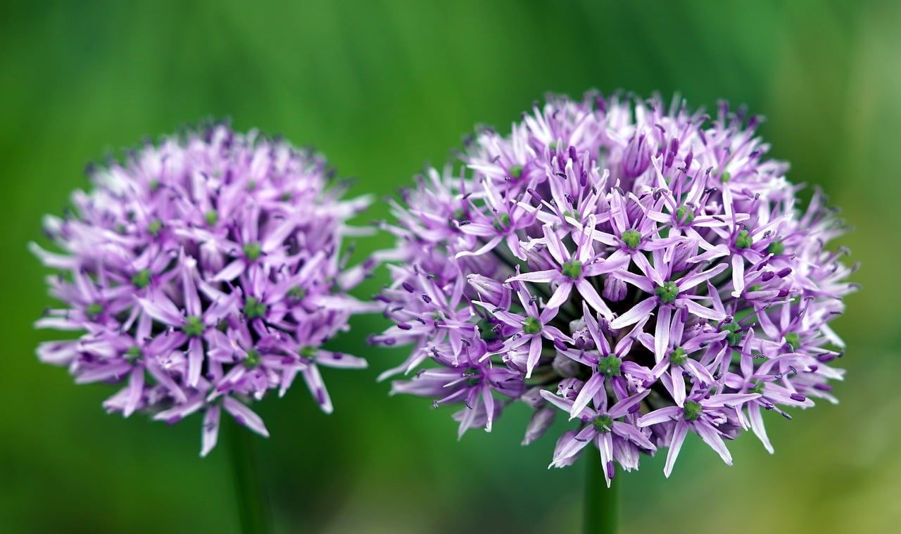 allium, flowers, plant-7972990.jpg